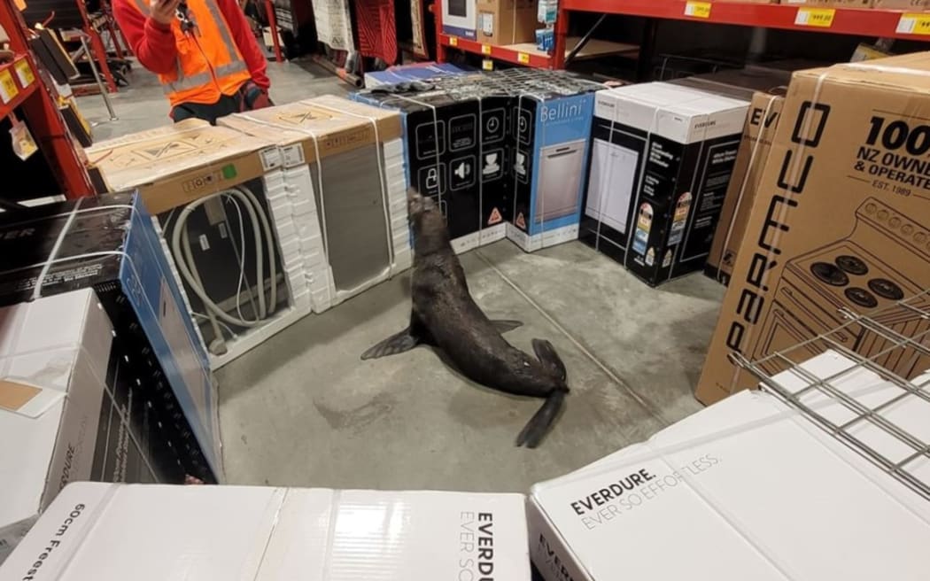A visitor to Bunnings in Whangārei contemplates the store's improvised seal pen. Photo: Supplied / DOC