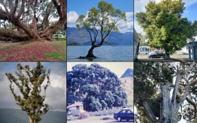 The six trees up for the title of Tree of the Year 2024.