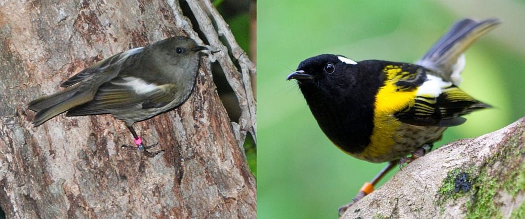 A brown female and a black, yellow and white male stitchbird or hihi