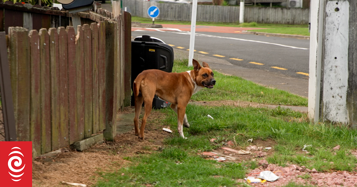 What do you do if you come across a roaming dog? | RNZ