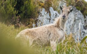 A jvenile tahr.
