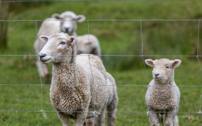 Sheep milking boost likely | RNZ