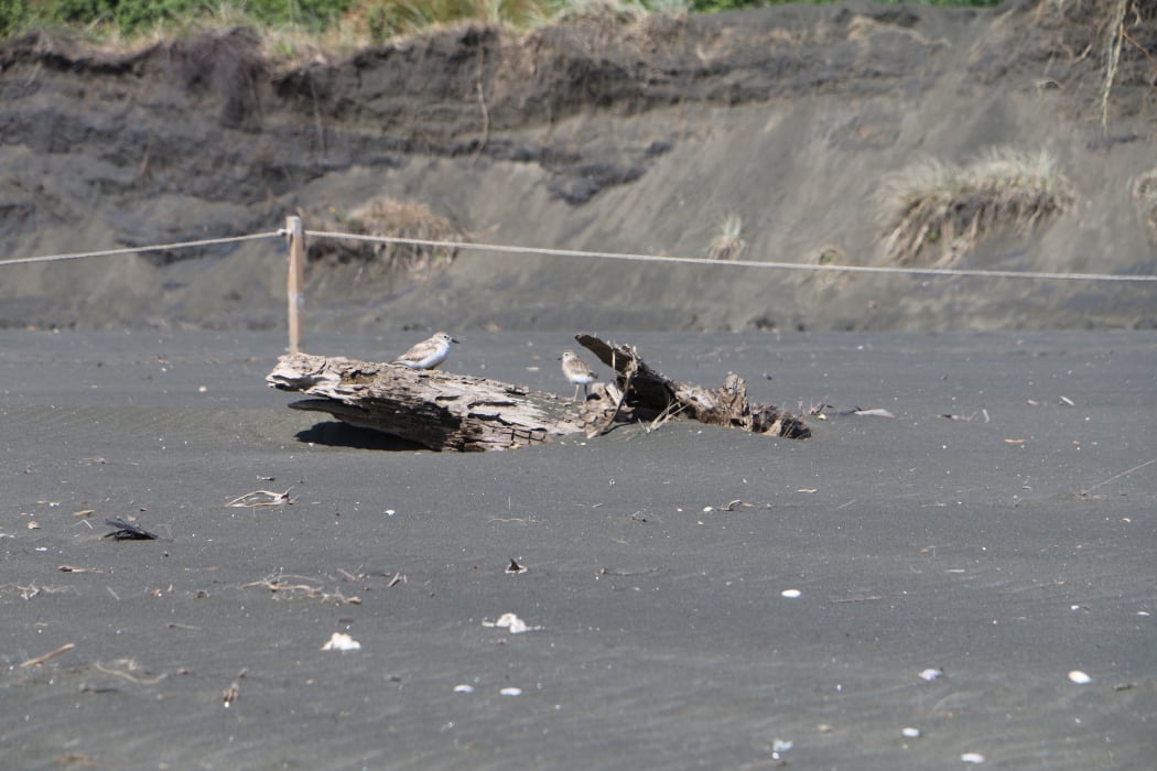 Dotterals at Piha Beach, Auckland.