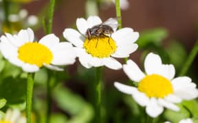 Small fly resting - selective focus on the eyes