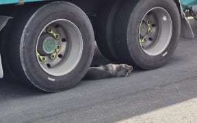 Seal pup rolling around on Port Road in Lower Hutt.