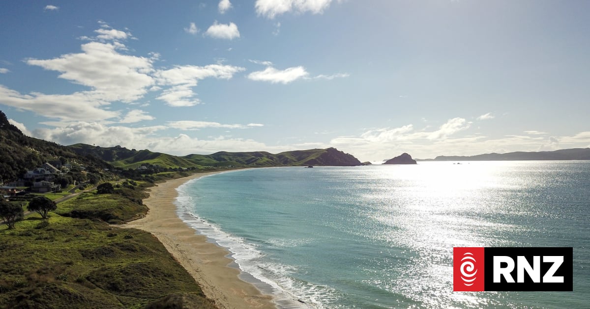 Kōwhai trees - and their donated replacements - were taken from Opito Bay recently