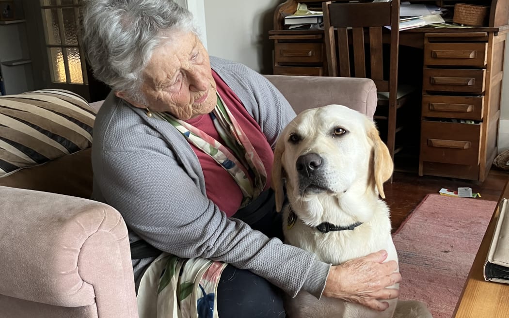 Liz Wright (83), pictured with golden labrador Nellie in June 2024, has been puppy-raising guide dogs for Blind Low Vision NZ for 15 years.