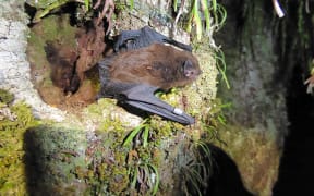 Long-tailed bat.