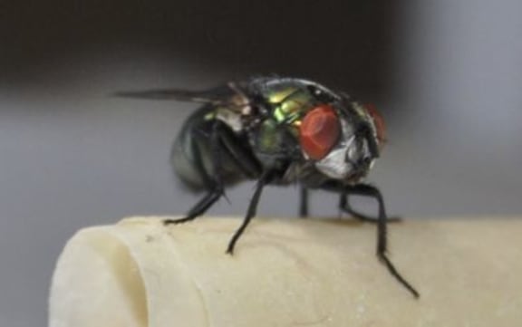 The Lucilla cuprina, known as the blowfly.