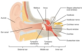 The structure of the ear