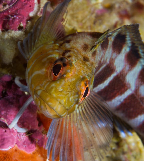 The mottled triplefin is usually found in the subtidal at depths of around 10 metres, and it is not tolerant of the low oxygen conditions found in rock pools.