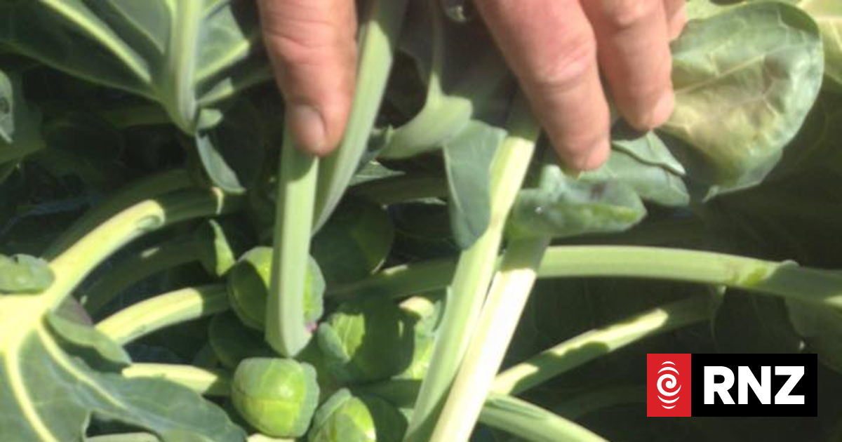 Ohakune winter veges - everything but the carrot | RNZ