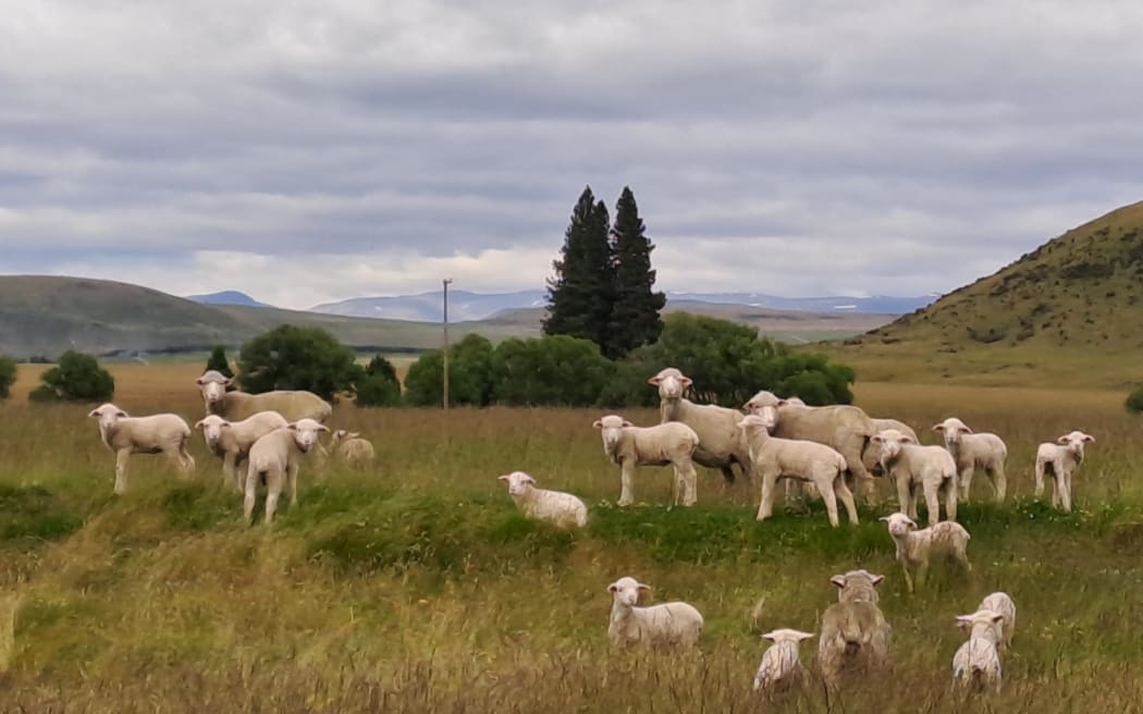 Nosey sheep in Central Otago.