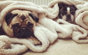 Bird and Piglet rugged up warm.
