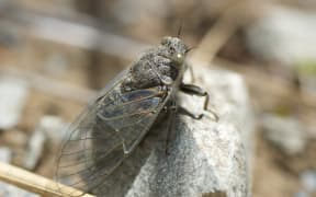 Maori Cicada