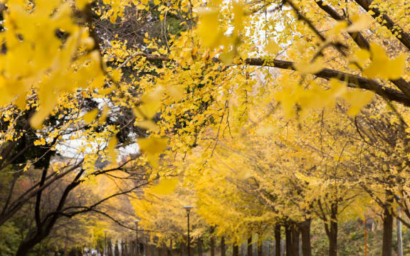 A gingko tree taken from the seed of one that survived the US bombing of Hiroshima will eventually be planted at the Dunedin Botanic Garden.