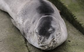 A leopard seal has been spotted at Oriental Bay, Wellington.