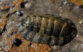 The papatua / snakeskin chiton