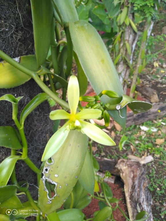 Vanilla Vanuatu