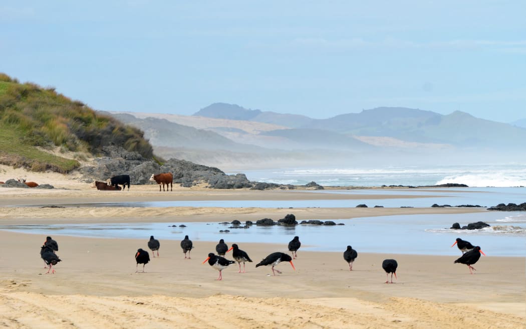 Northland's remote Mitimiti is a world where home and family nourish Far North Mayor Moko Tepania over his quintessentially Kiwi summer break.