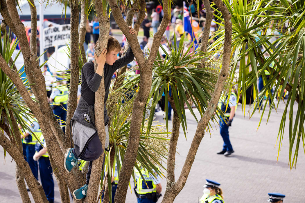 On Parliament's forecourt a boy watches the Police lines from high up in one a Ti Kouka tree