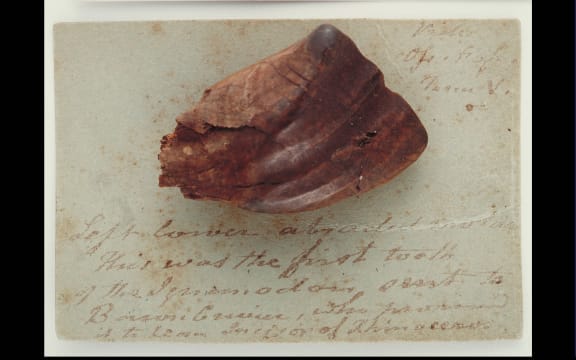 Fossil Iguanodon tooth, circa 132-137 million years ago. Gift of
the Mantell Family to Te Papa, Wellington