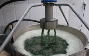 Spirulina production
