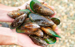 Hands holding freshly harvested delishious green-lipped mussels (known as greenshell mussel or kuku) at Marlborough Sounds, South Island of New Zealand