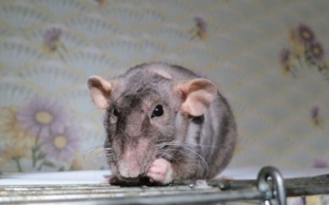 Rat