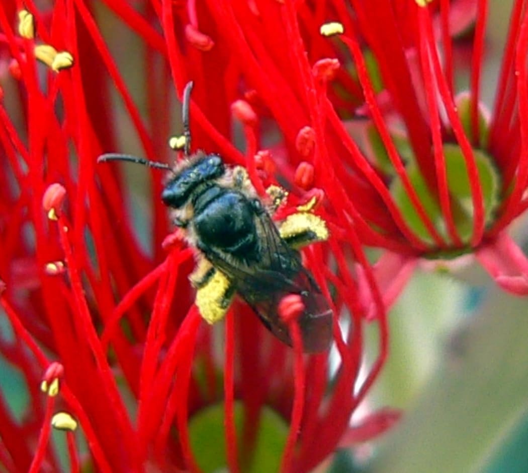 Native NZ Bee