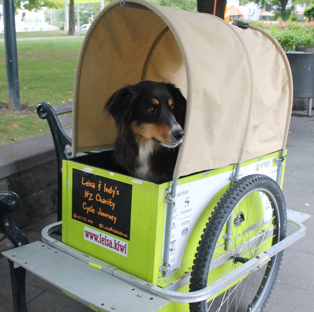 A photo of Indy who has seen most of the country from his wagon