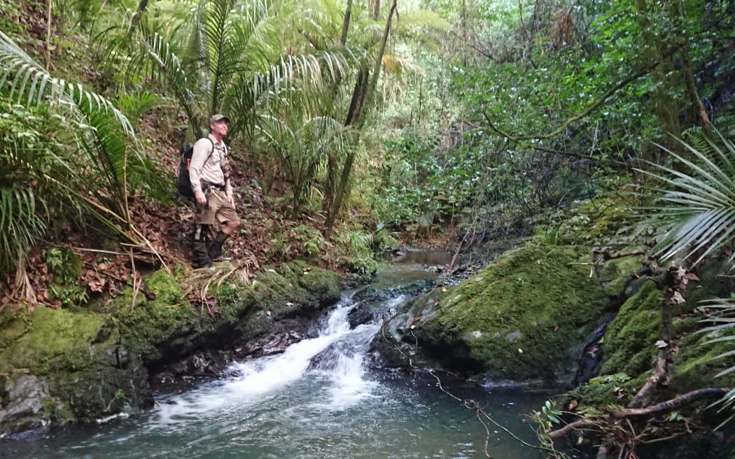 Pukenui forest