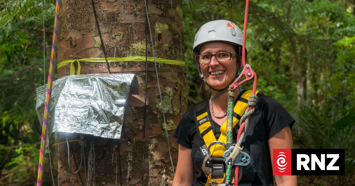 Keeping Kauri safe from climate change | RNZ