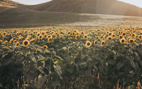 Photographer Abbe Hoare's sunflower field in the Tararua district.