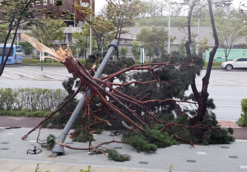 A large tree branch is seen brought down by strong winds in Incheon on September 7, 2019, as Typhoon Lingling hits the Korean peninsula.