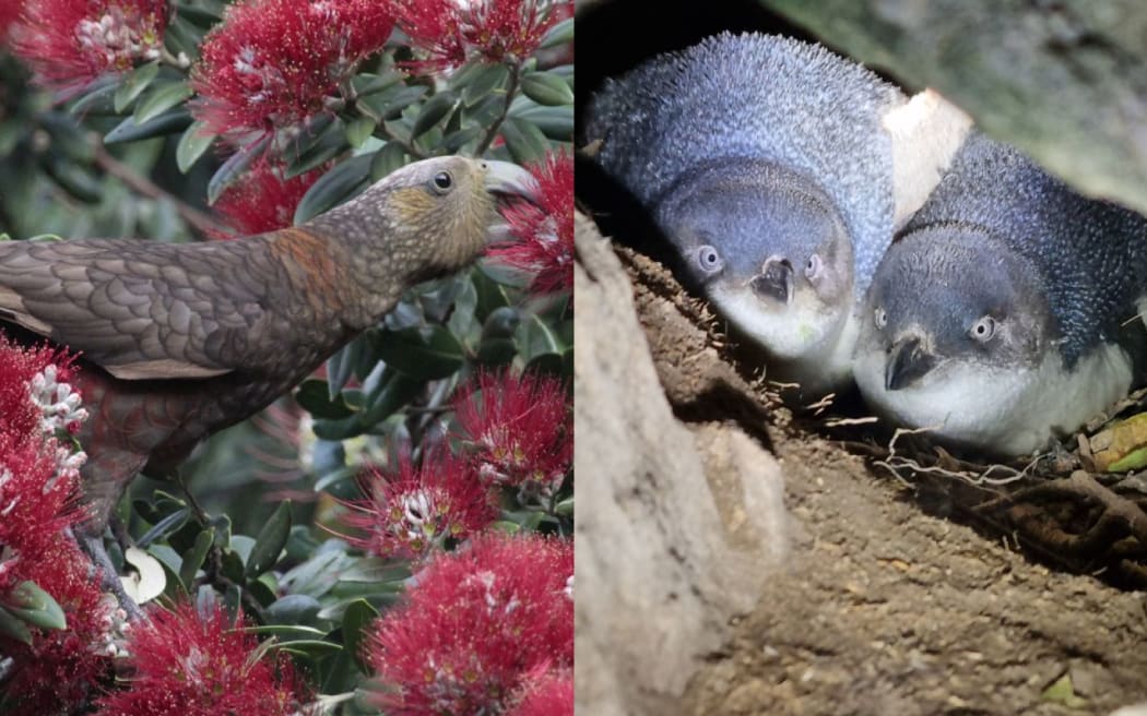 Northern blue penguin and the North Island kaka.