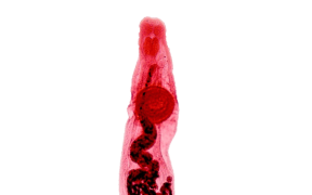 The seagull eye parasite