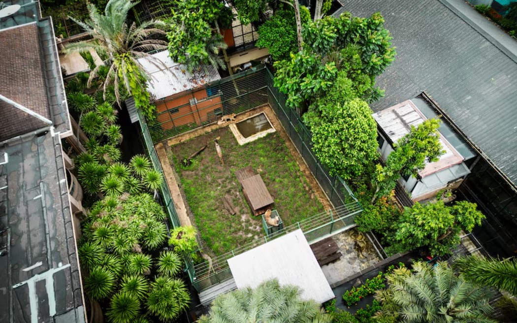 The tigers live in this compound.