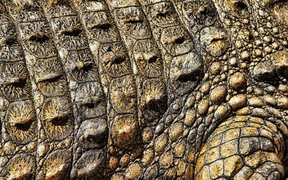 Crocodile skin