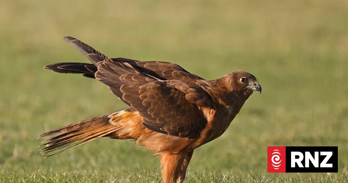 Second bird tests positive for H5 bird flu