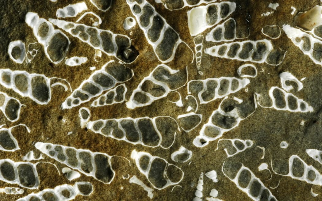 Fossil turret shells from Huripi Stream, Southern Wairarapa