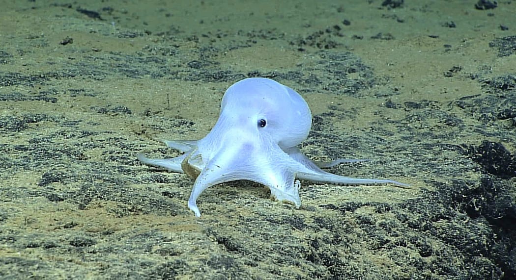 An Octopod in the Papahanaumokuakea Marine National Monument