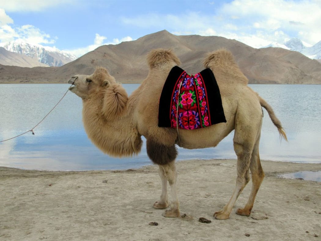 A camel