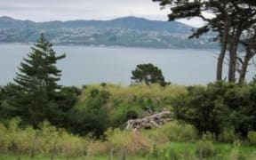 The view of Wellington Harbour from Watts Peninsula.