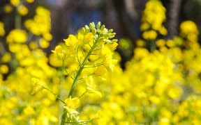 Canola oil is cultivated from rapeseed and can be used as a source for biodiesel.