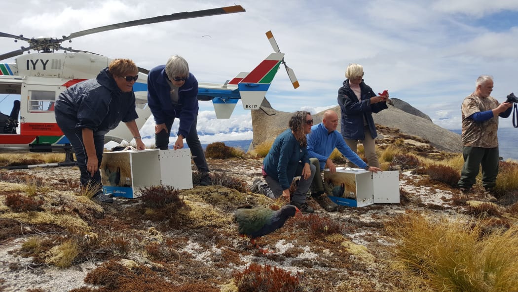 A pair of young takahe are released in Fiordland by descendants of the party that rediscovered takahe in 1948.