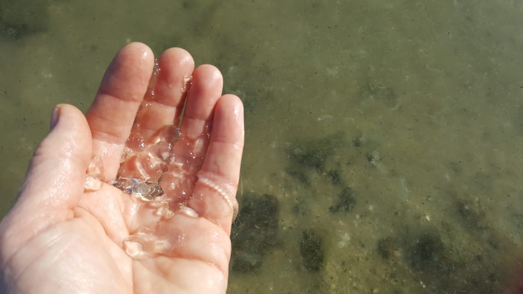 New Zealand beaches turned into 'salp' soup' in the summer of 2018. The water in this photo is not out of focus - it is full of salp jelly (tiny black dots are the stomachs of the see-through creatures).