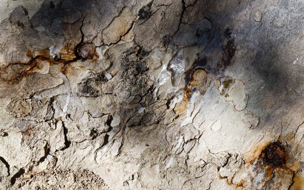 Attempts were made to fill the holes that had been drilled into the trees. SUPPLIED: MAIA HART/LDR - SINGLE USE ONLY