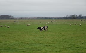 The Ruataniwha Plains which would be irrigated by the dam.