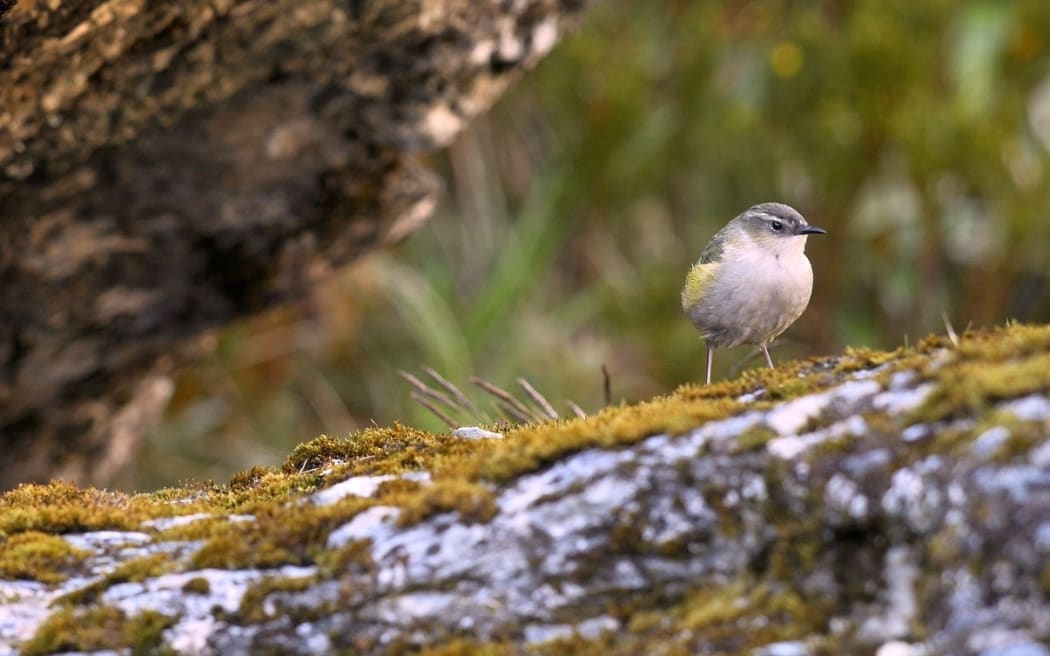 Rock Wren